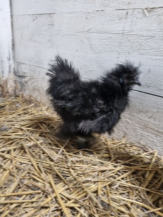 Kogut silki jedwabiste