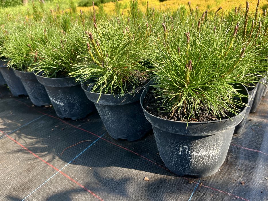 Саджанці вічнозелених хвойних декоративних рослин, гортензії і ягідні