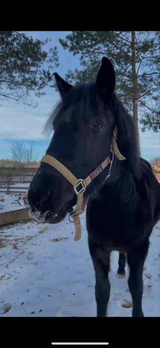 wspoldzierzawa klaczy konika polskiego