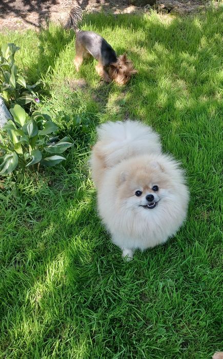 Шикарная девочка померанского шпица.