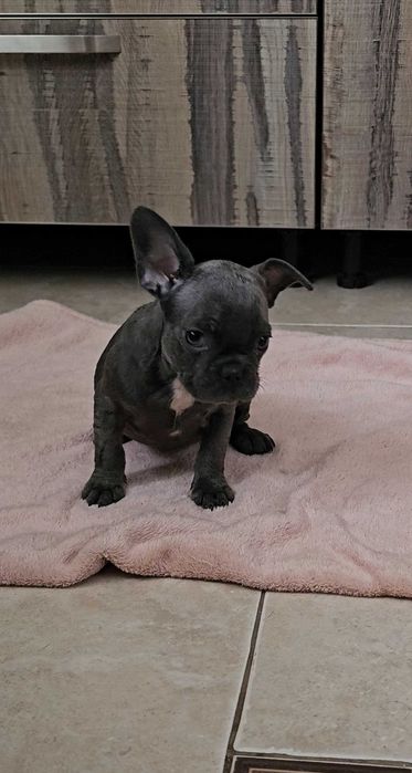 Блакитна дівчинка