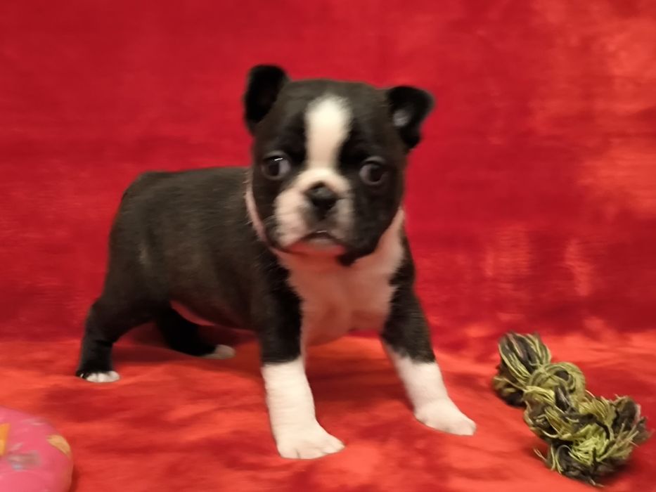 Boston Terrier śliczna suczka ZKwP/FCI