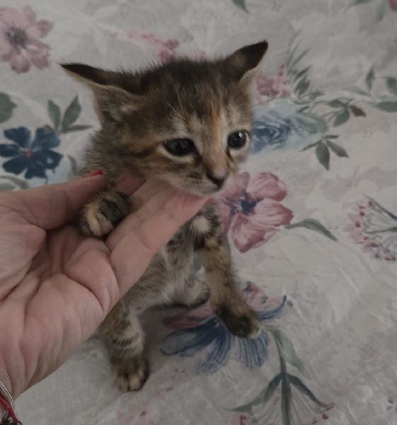 Da se gatinhos para adoção responsável