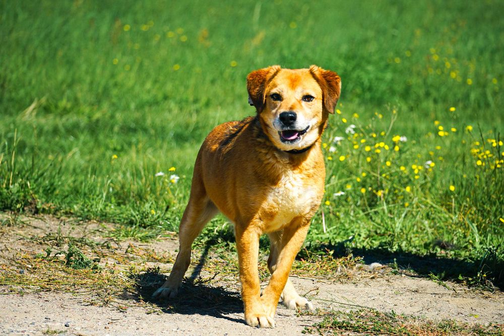 BUBUŚ - cudowny psiak prosi o dom