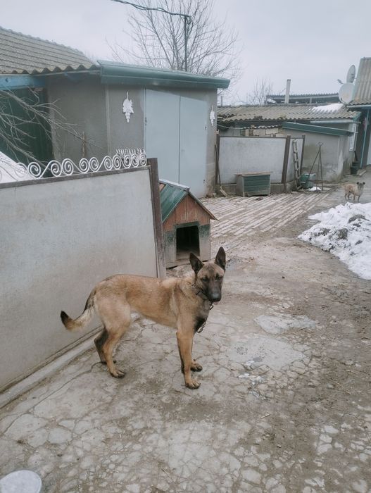 Продам  собаку малинуа