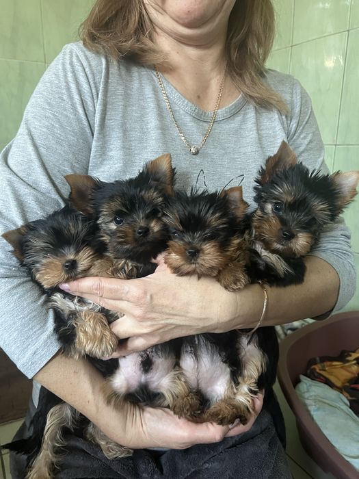 Продаж йокшерських терьерів