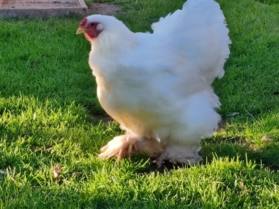 Ovos de Galinhas raça brahmas /Garnizes miniatura