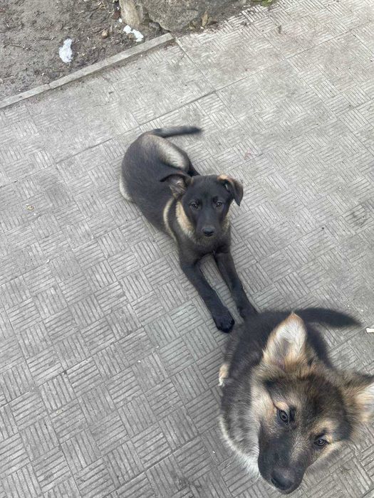 Собачка щенок девочка метис малинуа ищет семью дом харьков черная