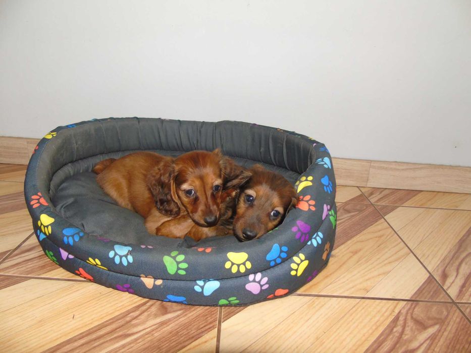 Jamnik długowłosy miniaturowy