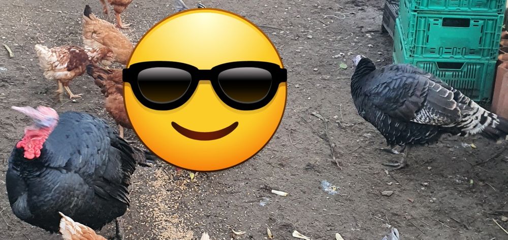 Vendo casal de perus pretos