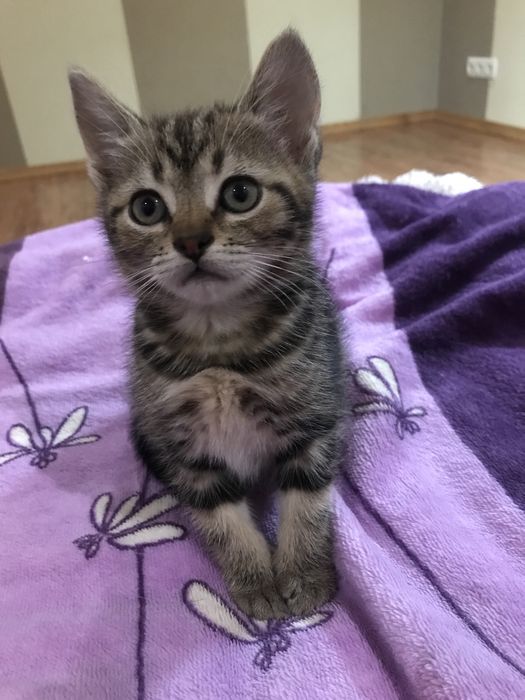 Красиві кошенята!