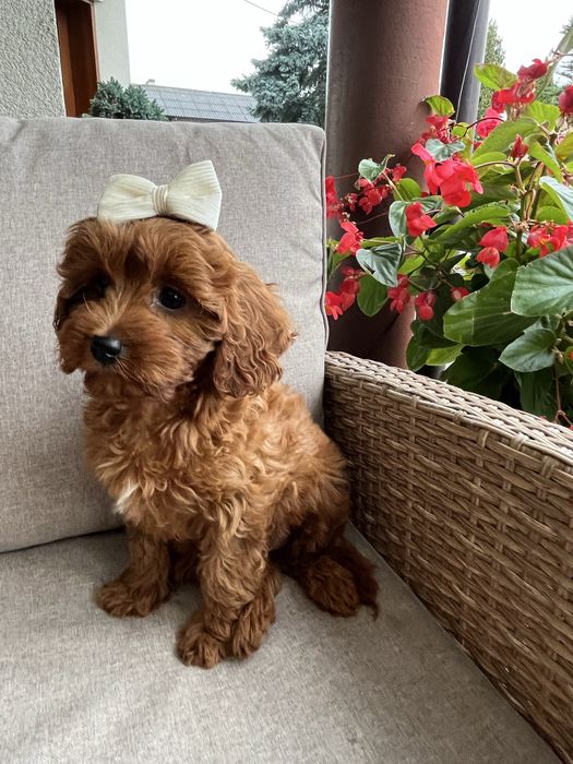 Cudowna suczka cavapoo gotowa do odbioru