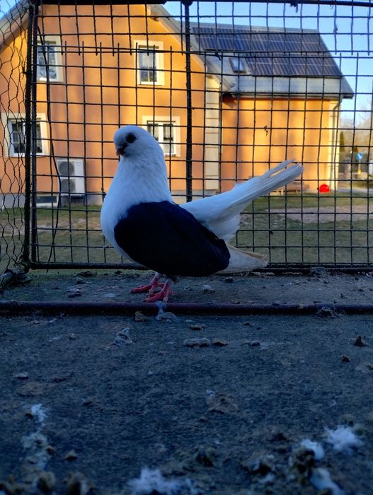 Sprzedam czyliki Rostowski