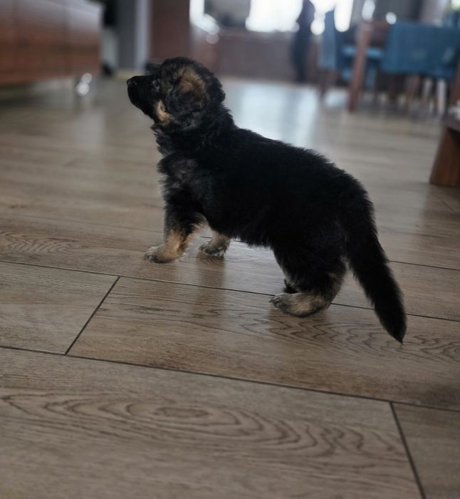 Owczarek niemiecki długowłosy