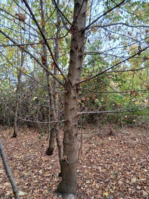 Drzewo na pniu do samodzielnej wycinki sprzedam