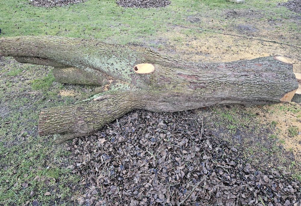 Drzewo na sprzedaż Gruszka