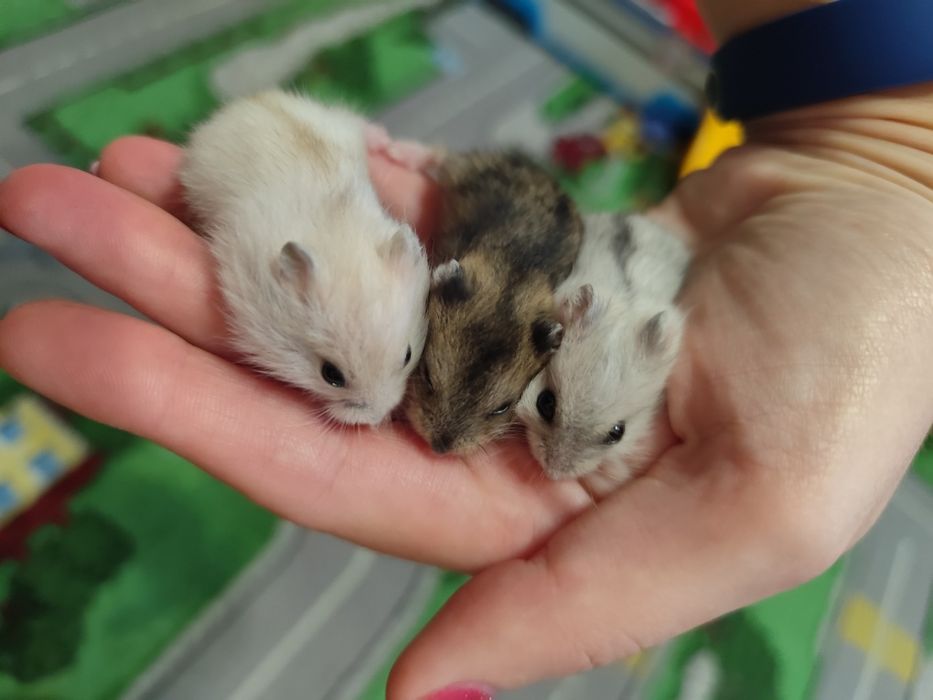 Джунгарские хомячки 1 месяц