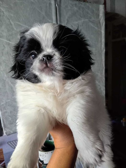 Цуценя японський хін хлопчик