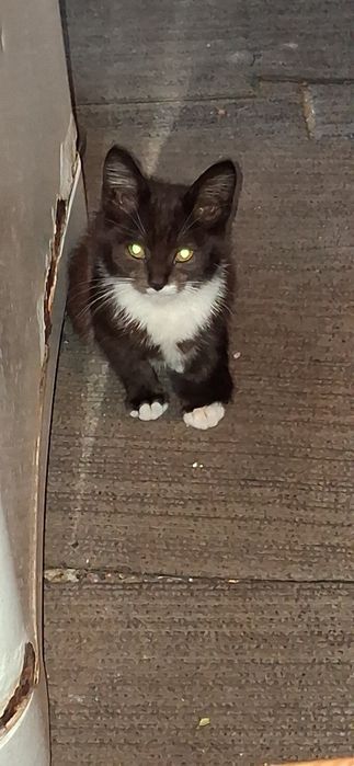 Кошенята  котята