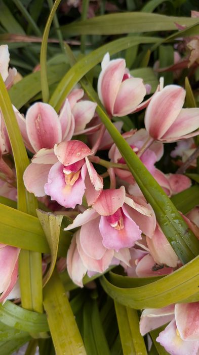 Orquídeas Cimbidium caseiras