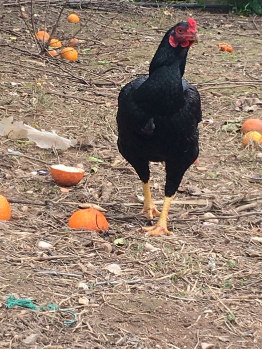 Cornish pardo faisão