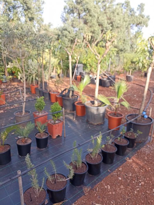 Árvores e plantas de jardim tenho todo   de frutos