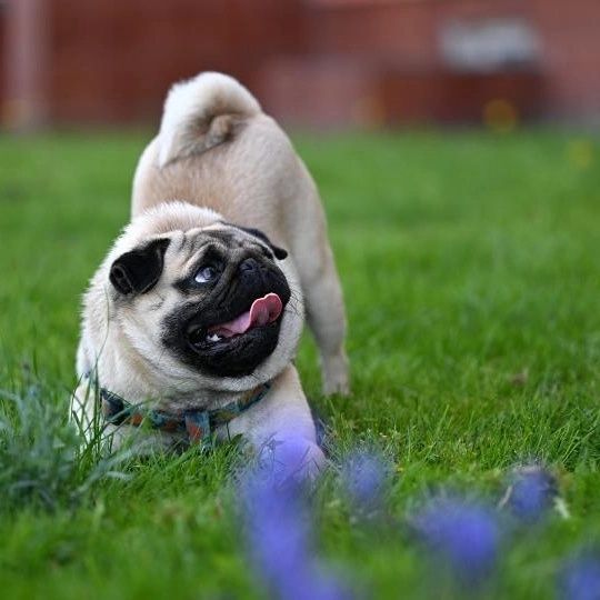 Злучка Мопс 2 роки шукає дівчину