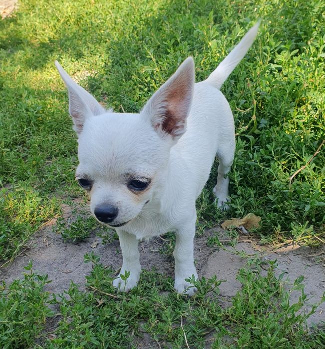 Мальчик чихуахуа гладкошерстный