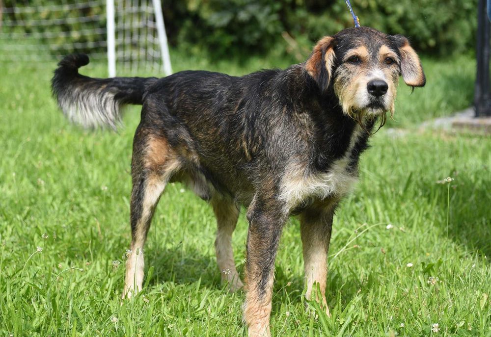 Barton - piesek w średnim wielu szuka domu