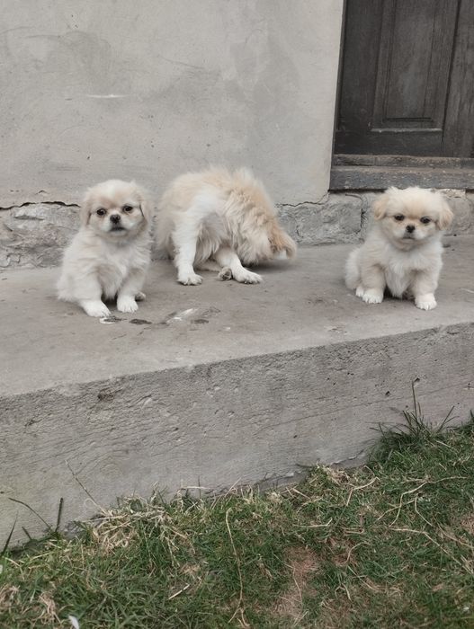 Продаються пекінеси