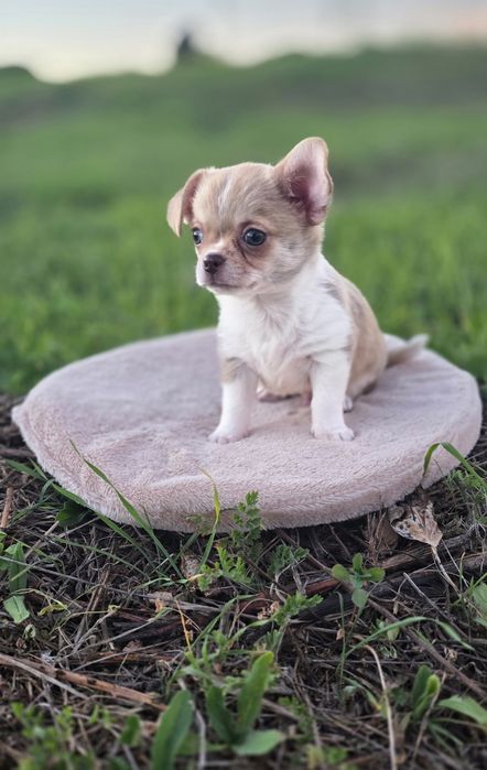 Chihuahua Miniatura Macho Pelo Curto