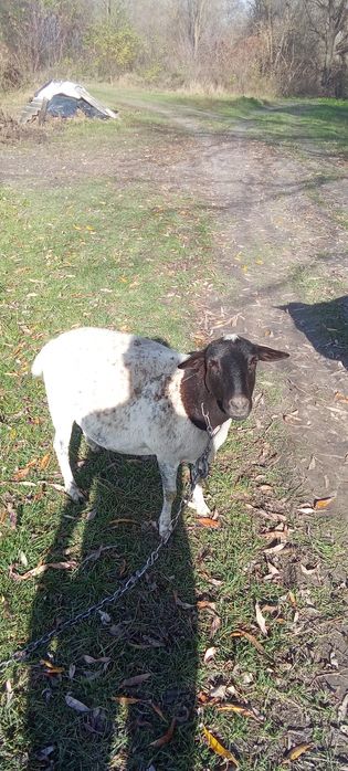 Продам баранів деталі за номером телефону