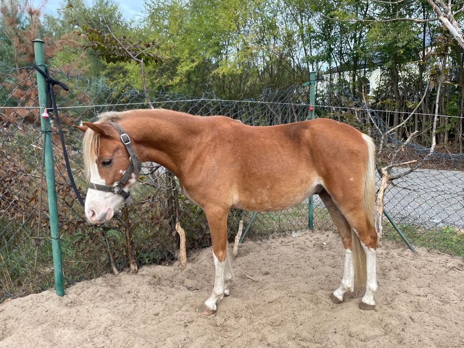 Dwa kuce walijskie wałachy holenderski paszport