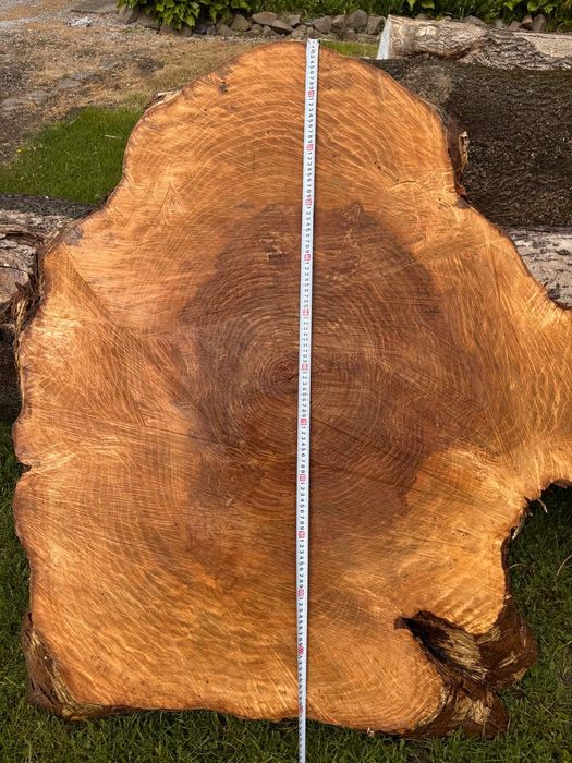 Jesion plaster pień