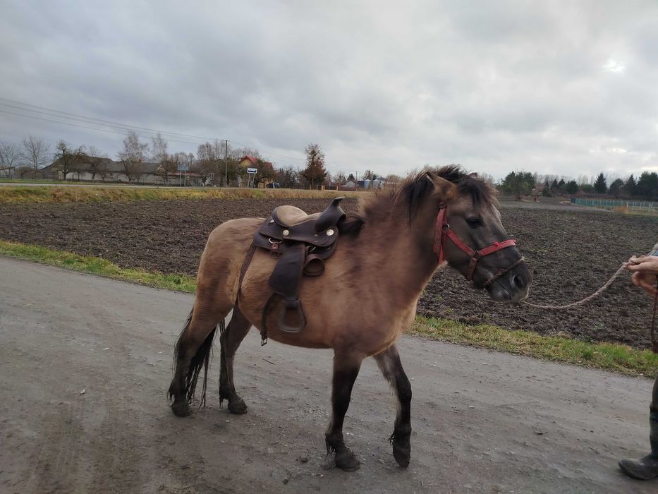 Klacz Konik Polski