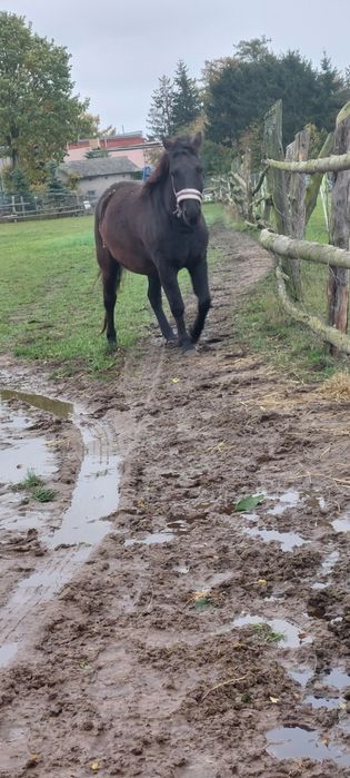 Sprzedam klacz huculską