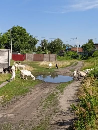 Кози різного віку продам разом