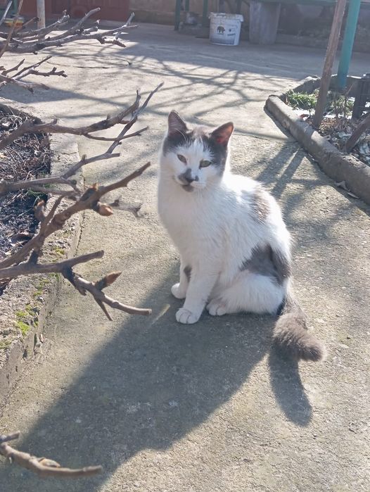 Отдам котёнка в добрые руки