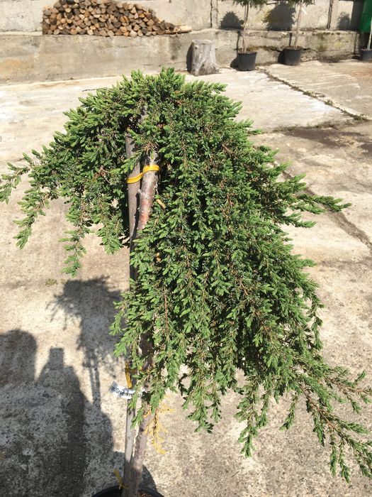 Jałowiec pospolity na pniu (juniperus communis greenmantle)