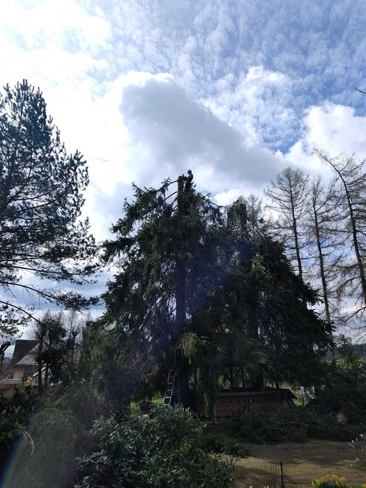 Wycinka i pielęgnacja drzew alpinistycznie regulacja tuii rębak