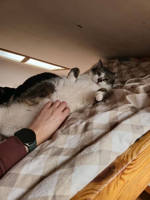Cudowny kot Rambo do adopcji