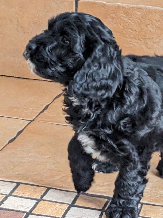 Suczka Springerdoodle pudel (cockapoo Maltipoo Doodle)