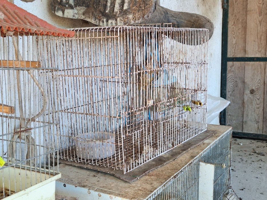 Cedência de gaiolas