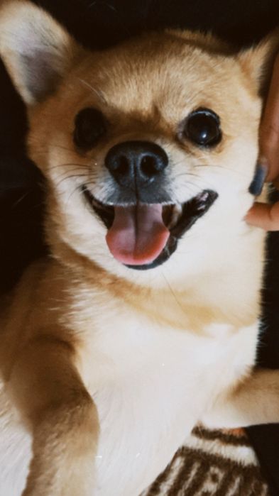 хлопчик чихуахуа