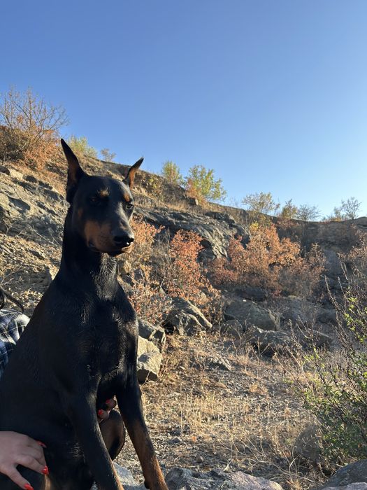 Доберман для вʼязки