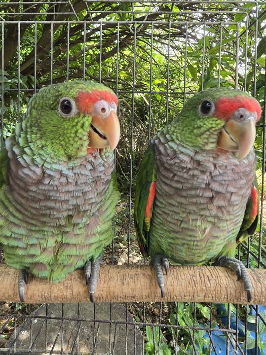 Amazona Vinacea 2025