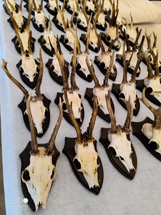 Sprzedam rogi z czaszką jelenia