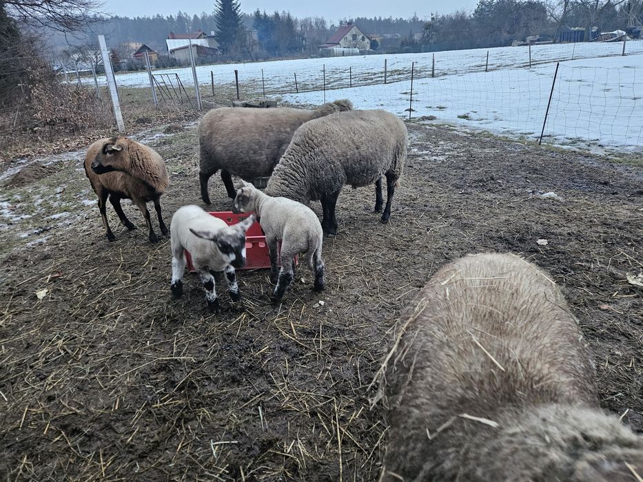 Sprzedam stado owiec