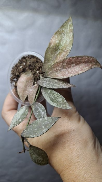 Дрібнолистні хойї  ,хойя ,hoya