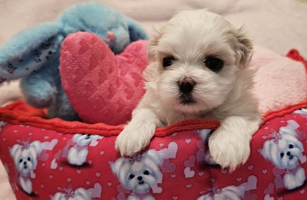 Maltańczyk piękna sunia [FCI]